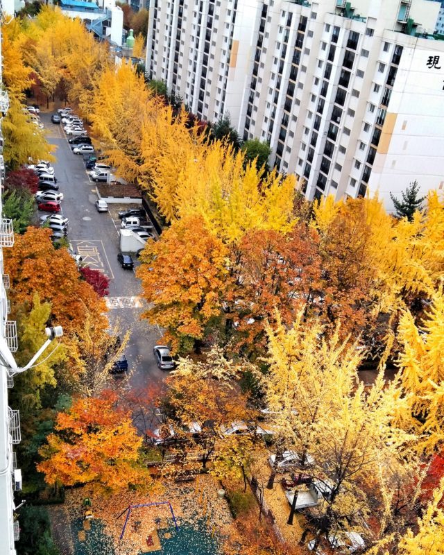 El otoño -mi estación favorita- desde el balcón de Amy, una de mis couchsurfers en Seúl